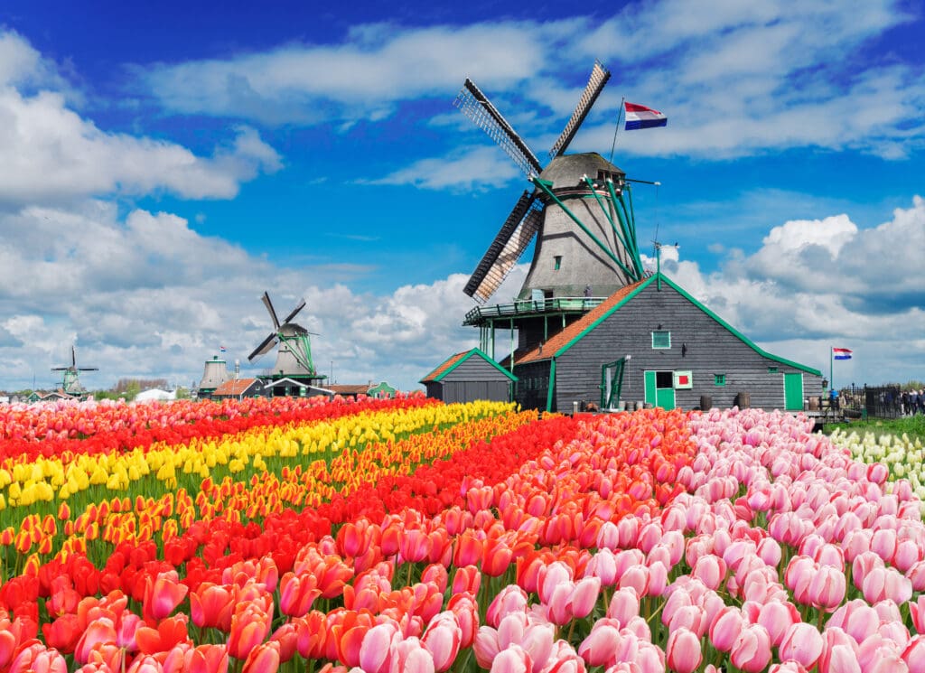 Tulip season at Amsterdam